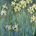 The Yellow Irises
